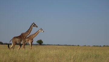 giraffes