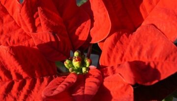 poinsettia-3832090_640